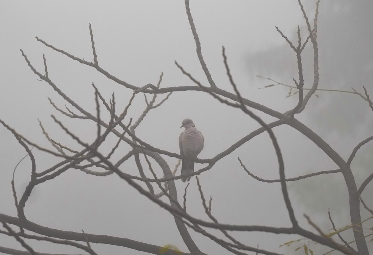 Cold Wave Intensifies Across Gujarat