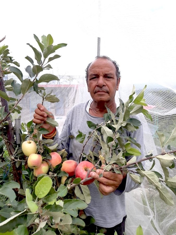 Apple Farming in Extreme Heat