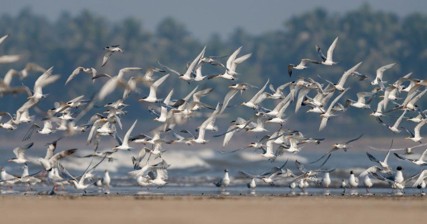 Jaipur to Host Bird Festival 2025: Green People Society to Lead the Event 7 Bird Festival