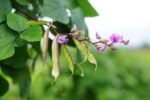 Nature’s Protein Powerhouse: Why You Should Consider Growing Hyacinth Beans in Your Garden