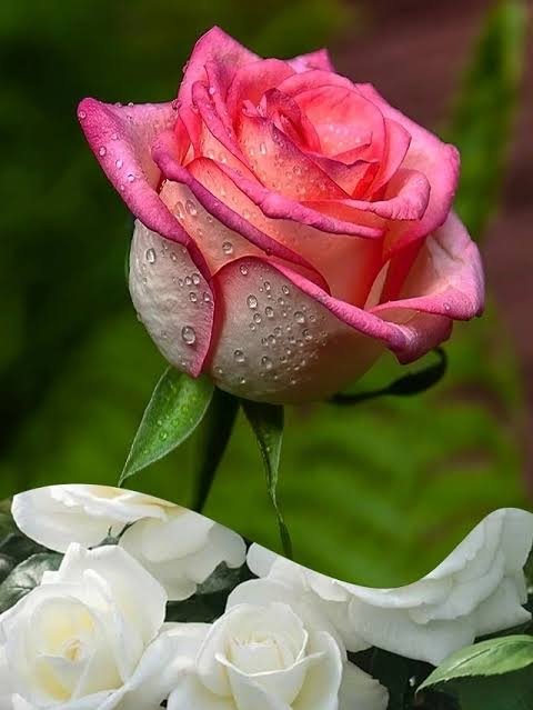 Fog Raises Concerns for Rose Growers Ahead of Valentine’s Week 5 Valentine