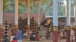 Three Killed, 36 Injured as Two Elephants Run Amok During Temple Festival in Kerala