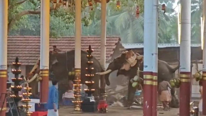 Two Elephants Run Amok