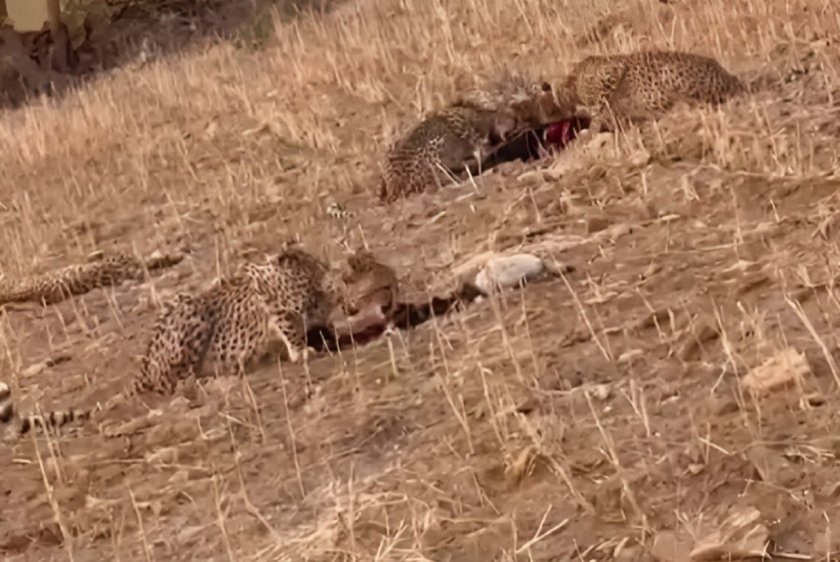 Cheetah Jwala Hunts Goat