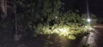 Heavy Rain and Storm Lash Moradabad Late at Night, Trees and Power Lines Down