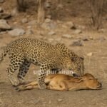 Leopard Kills Calf in Rajasthan Village, Triggers Panic Among Locals