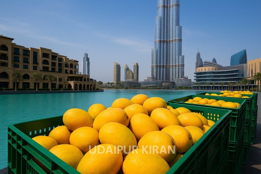 Mango Season in Dubai