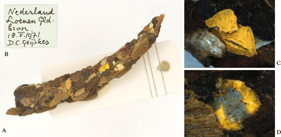 Microplastics Found in Caddisfly Casings Dating Back to 1970s, Revealing Decades of Environmental Contamination 6 microplastics in caddisfly