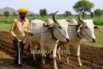 2025 Kia Seltos: A Bold Upgrade with Cutting-Edge Features 6 Rajasthan bull subsidy scheme : ₹30,000 subsidy per pair of bulls used in agriculture