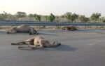 Rajasthan Highway Horror: Speeding Vehicle Mows Down Camel Herd, 9 Dead
