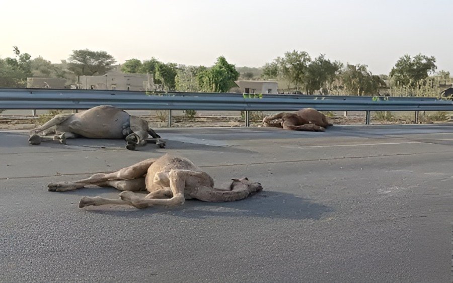 Rajasthan Highway Horror: Speeding Vehicle Mows Down Camel Herd, 9 Dead 5 camel accident Rajasthan