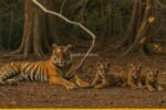 Tigress Shakti Gives Birth to Two Cubs in Ranthambhore, Boosting Tiger Population