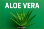 Strengthen and Shine Your Hair with Aloe Vera – Benefits and the Right Way to Use It