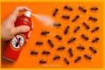 Kitchen Hack: Natural Remedies to Eliminate Red and Black Ants Permanently—Try These Today!