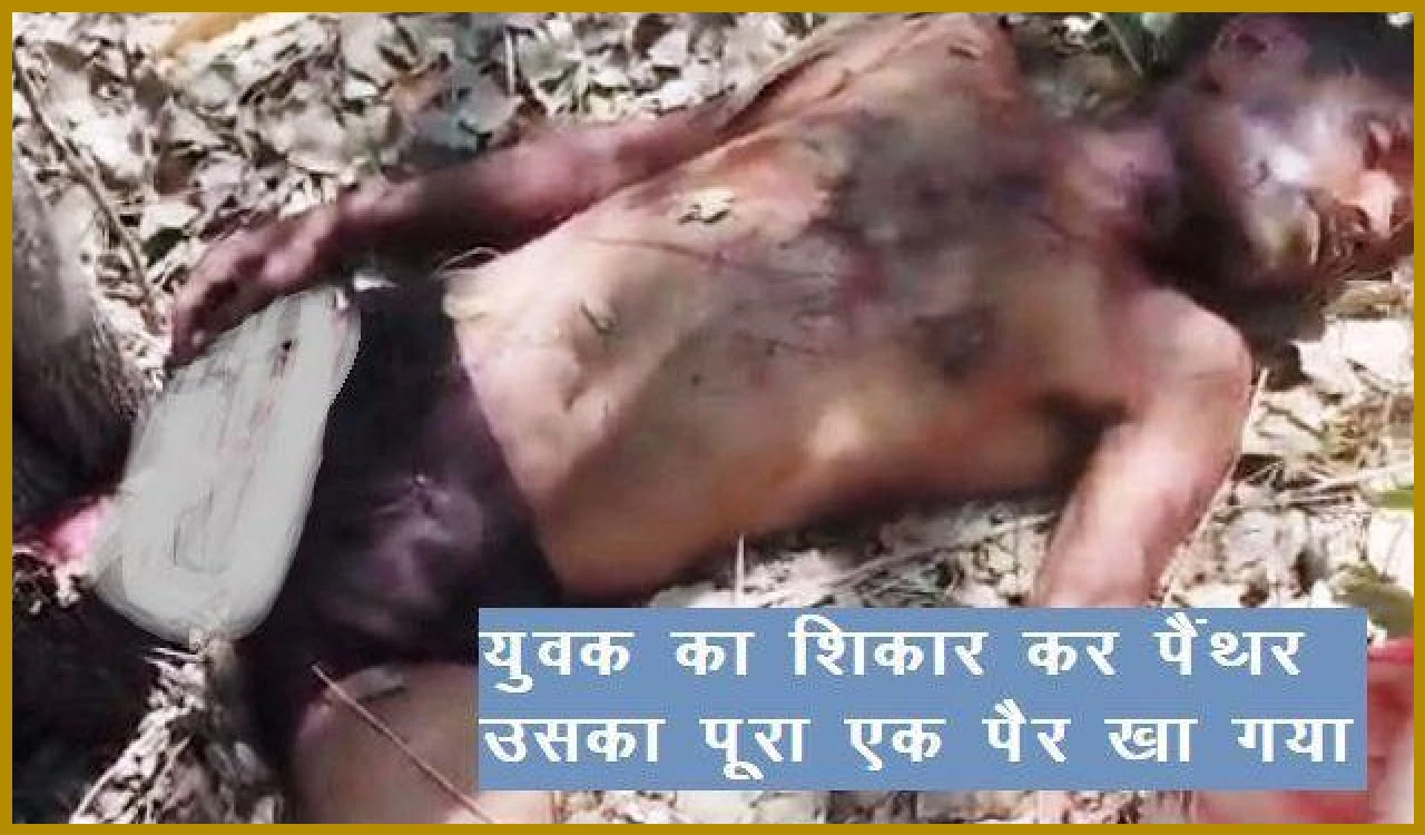 Panther Attacks and Kills Watchman in Udaipur Village