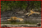 Exciting Tiger Sightings in Sariska Reserve as Population Surpasses 50