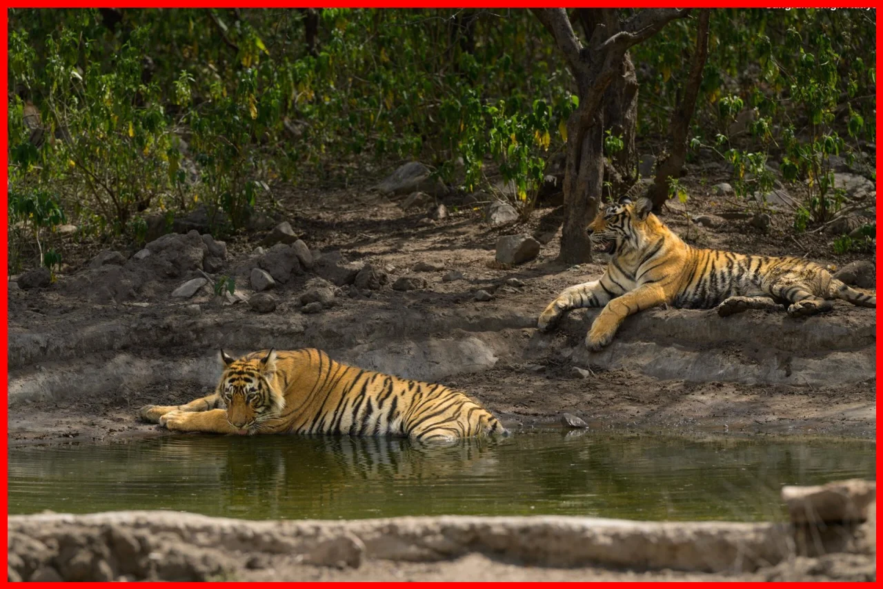 Exciting Tiger Sightings in Sariska Reserve as Population Surpasses 50