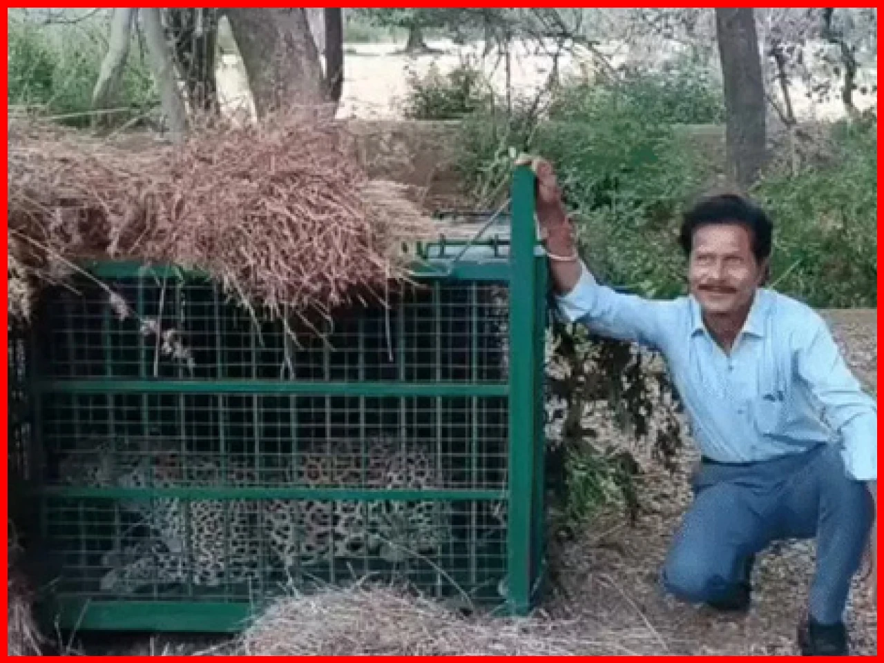 Leopard Captured in Udaipur, Relief for Villagers After Three Days of Fear