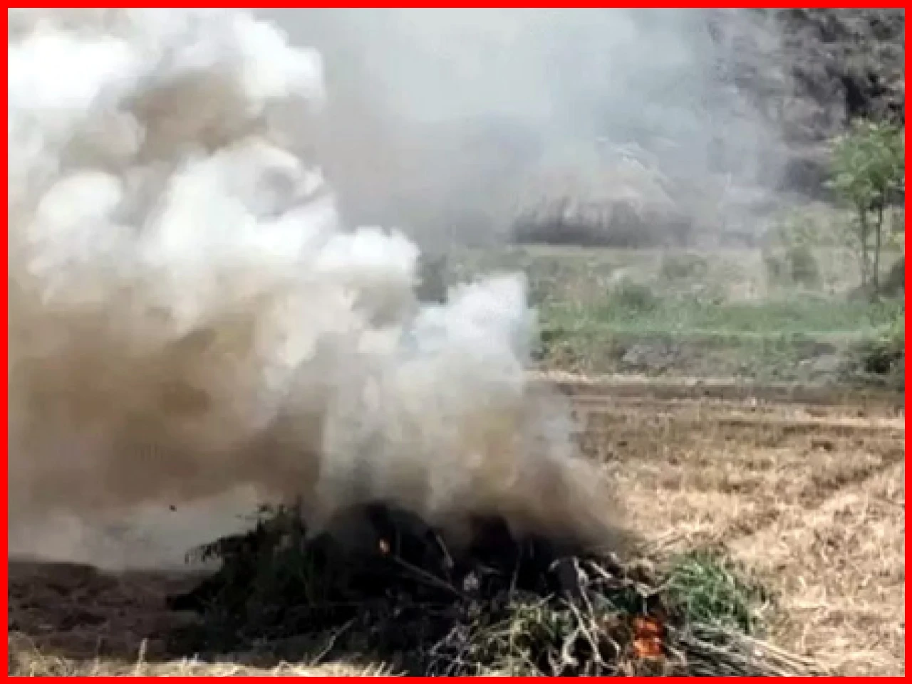 Major Drug Bust Near Luxury Hotel Uncovers ₹10 Crore Cannabis Farm