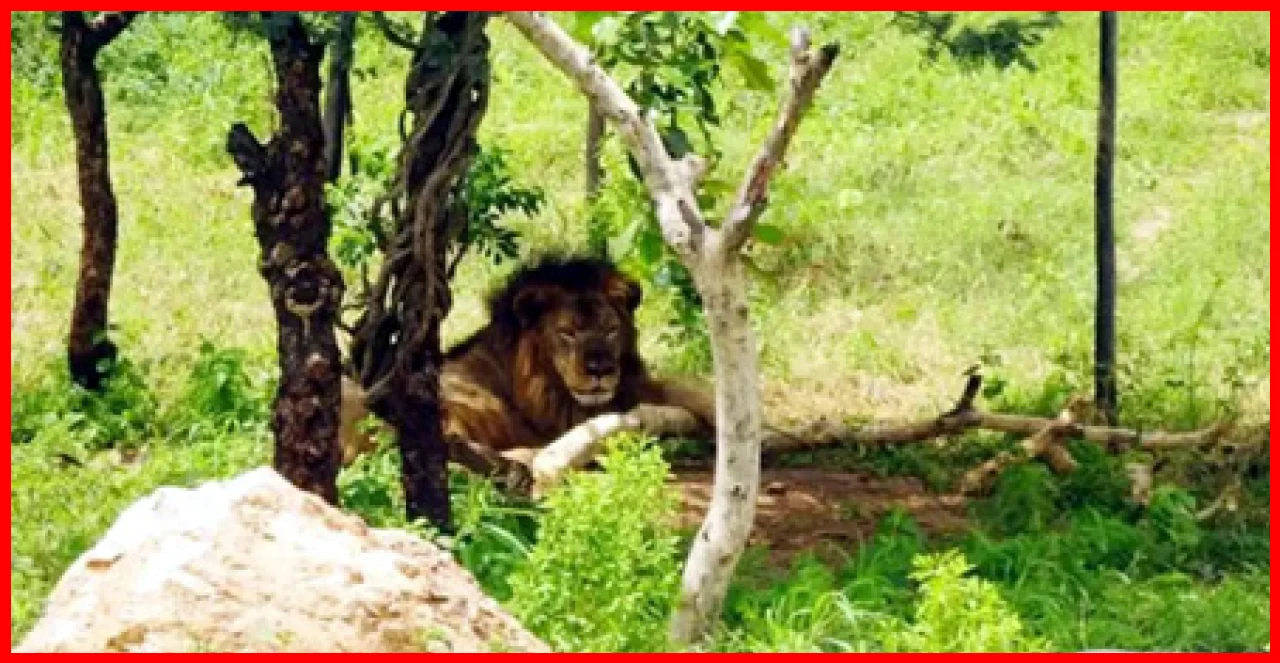 Udaipur Lion Safari Attracts Over 6,000 Tourists in Just 45 Days Udaipur Lion Safari Attracts Over 6,000 Tourists in Just 45 Days