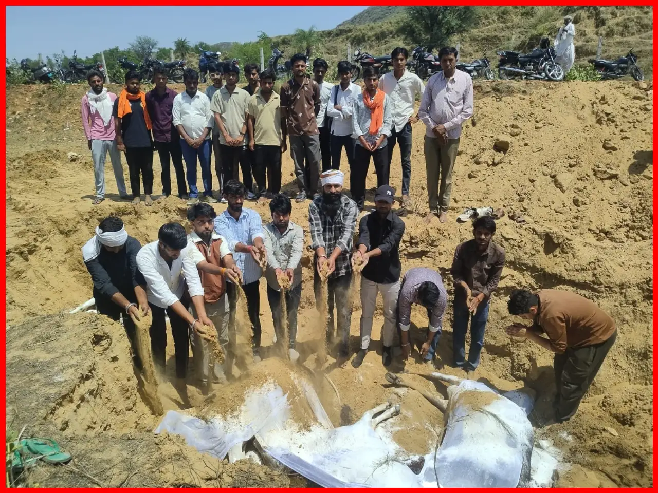 Four Cows Die from Toxic Sorghum in Jaipur; Three Saved by Quick Action